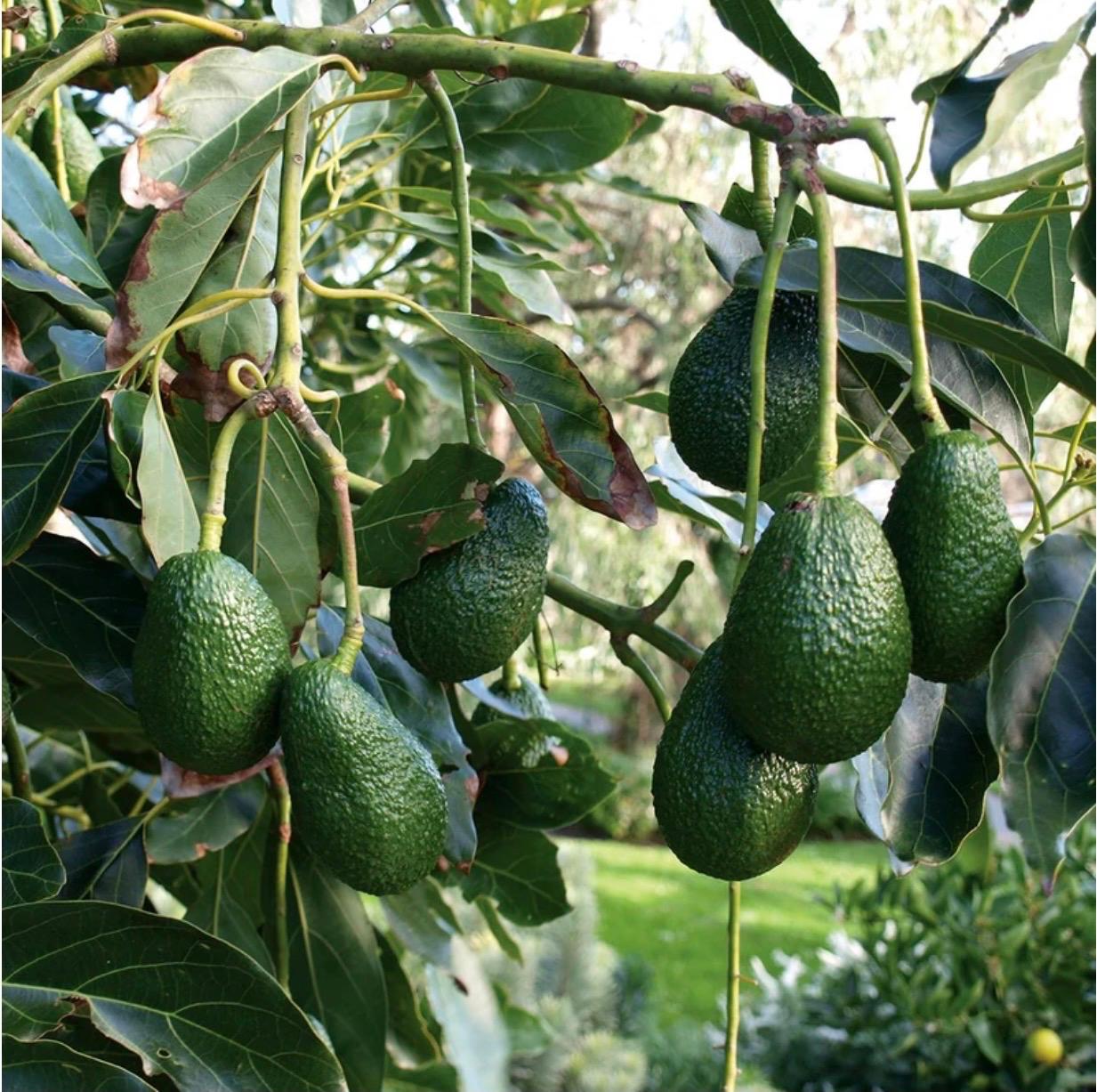 Hass Avocado growing on tree